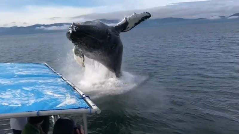 ¼Ƭͷһ̽ Humpback Whales: A Detective Storyȫ1-Ļ/Ļ