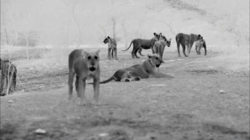 纪录片《印度的流浪狮 India's Wandering Lions》[无字][BT][1080P]资源下载