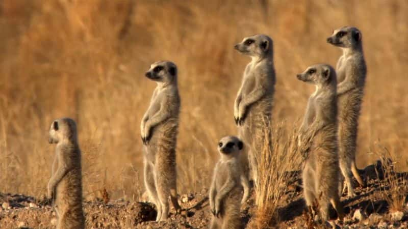 ¼Ƭʶè Meet the Meerkats1080P-Ļ/Ļ