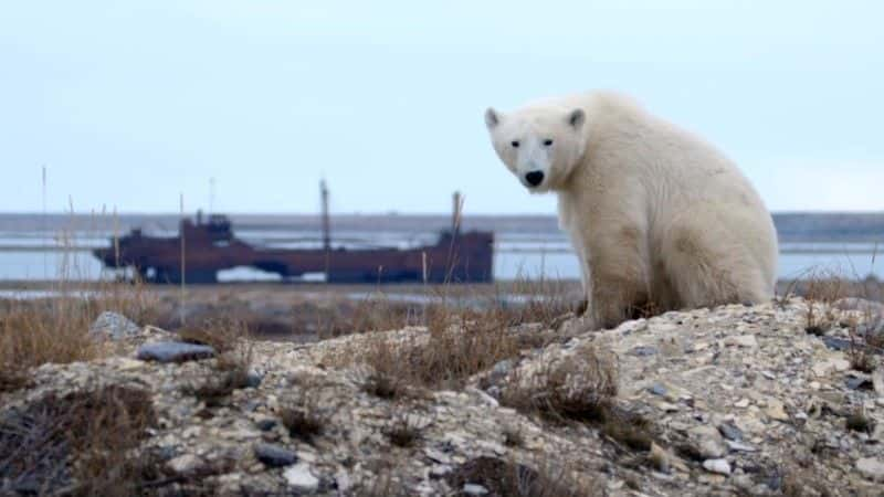 纪录片《北极熊镇的生活 Life in Polar Bear Town》[无字][BT][1080P]资源下载