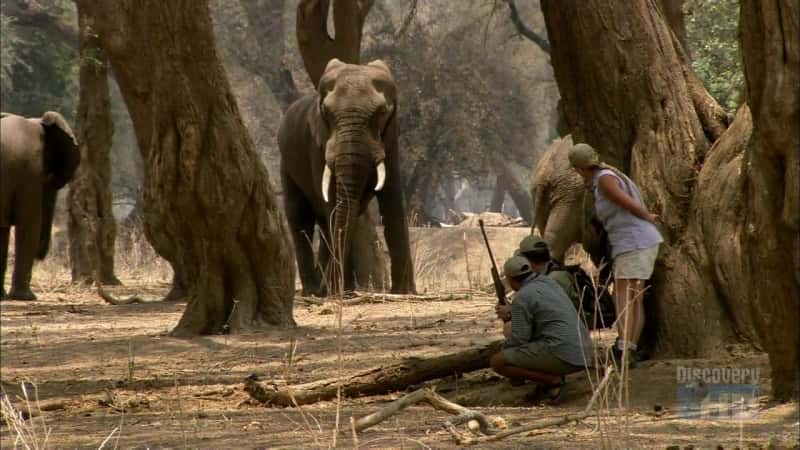 ¼ƬҰ԰ Mana Pools SafariĻ/Ļ