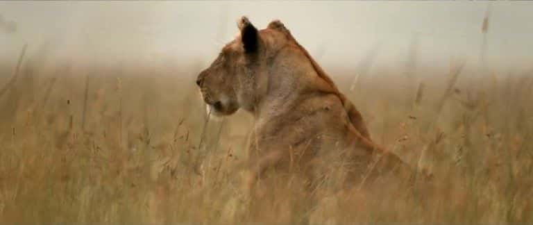 ¼Ƭʨӣ󽾰˥ Lion: The Rise and Fall of the Marsh Pride1080Pȫ1-Ļ/Ļ