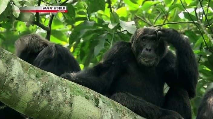 ¼Ƭɭֵڸɴĺ Life in Kalinzu Forest: Uganda's Chimpanzeesȫ1-Ļ/Ļ