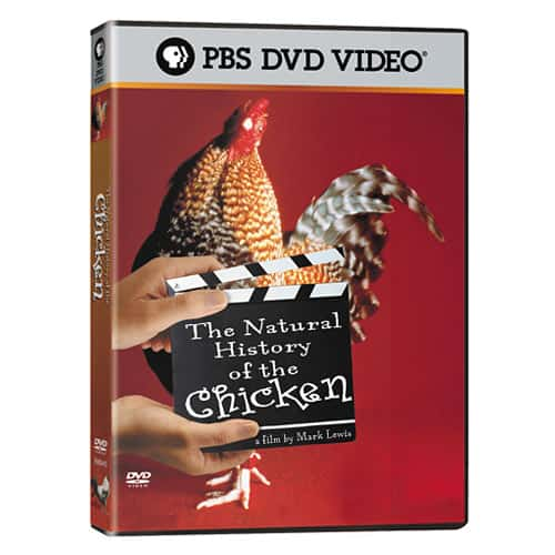 纪录片《鸡的自然历史 The Natural History of the Chicken》[无字][BT][1080P]资源下载