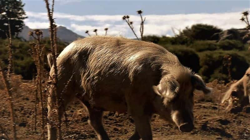 ¼Ƭʶ Meet the Pigs1080P-Ļ/Ļ