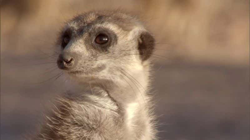 ¼Ƭèǵ (BBC 1080p) Meerkats: Secrets of an Animal Superstar (BBC 1080p)1080Pȫ1-Ļ/Ļ