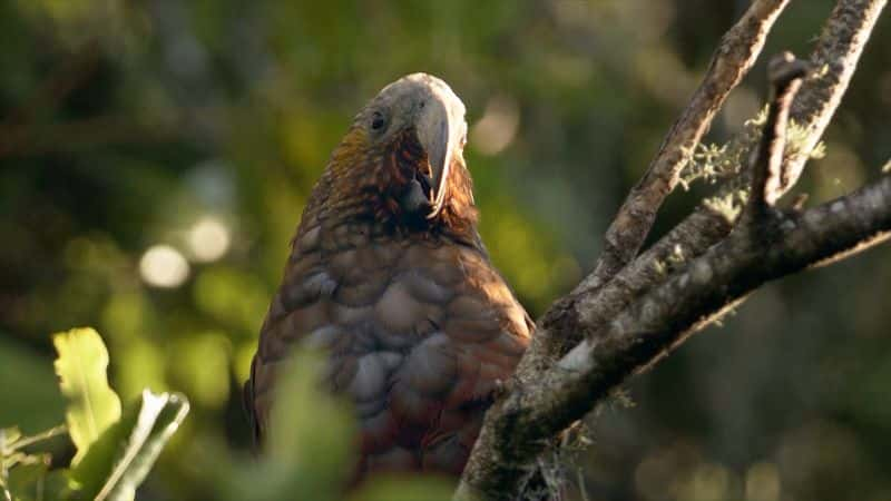 ¼ƬKeasǵҹħ Keas: New Zealand's Witty Daredevils1080P-Ļ/Ļ