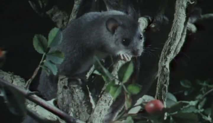 ¼ƬŵĿʳ˯ The lncredible Edible Dormouseȫ1-Ļ/Ļ