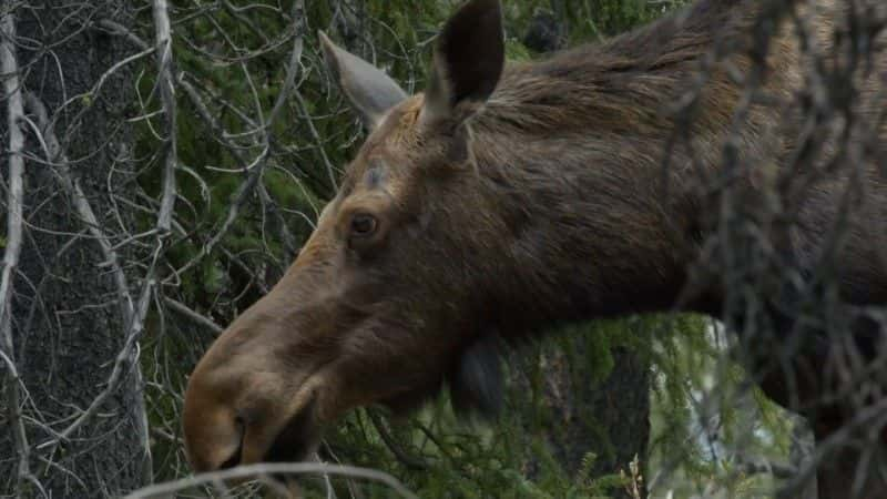 ¼Ƭʶ¹ (BBC) Meet the Moose Family (BBC)1080Pȫ1-Ļ/Ļ