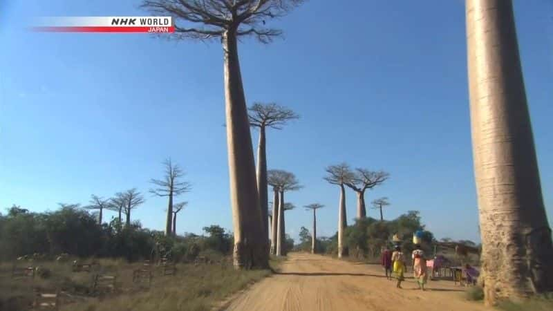 ¼Ƭ˹ӵʯɭ Madagascar's Forests of Stone Needlesȫ1-Ļ/Ļ