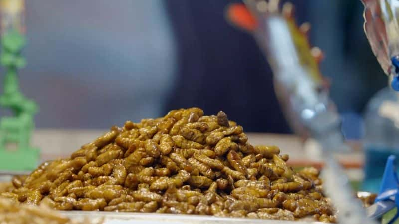 ¼ƬNOVAʳ NOVA: Edible Insects1080P-Ļ/Ļ