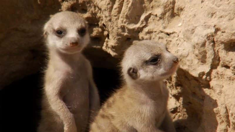 ¼Ƭèǵ (BBC 1080p) Meerkats: Secrets of an Animal Superstar (BBC 1080p)1080Pȫ1-Ļ/Ļ