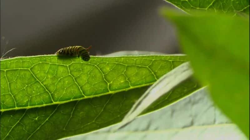 ¼ƬĲ˼ó (PBS) The Incredible Journey of the Butterflies (PBS)Ļ/Ļ