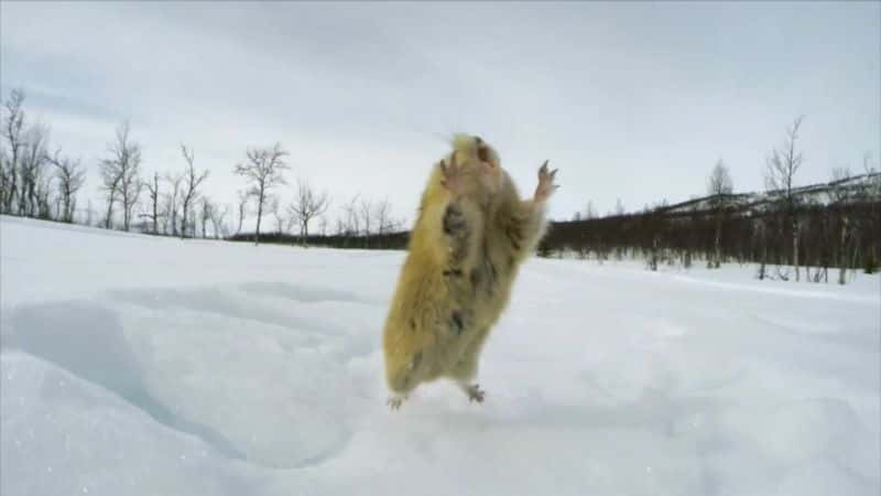 ¼Ƭ󣺱С Lemming: The Little Giant of the North1080P-Ļ/Ļ