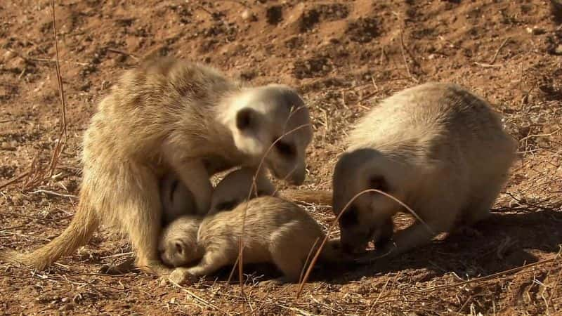 ¼Ƭʶè Meet the Meerkats1080P-Ļ/Ļ