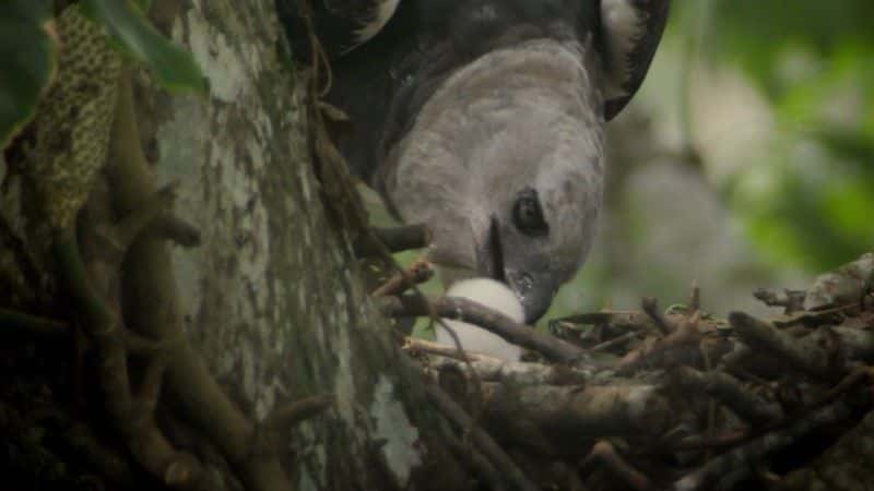 ¼Ƭŵƺʳӥ (BBC) The Monkey-Eating Eagle of the Orinoco (BBC)1080Pȫ1-Ļ/Ļ