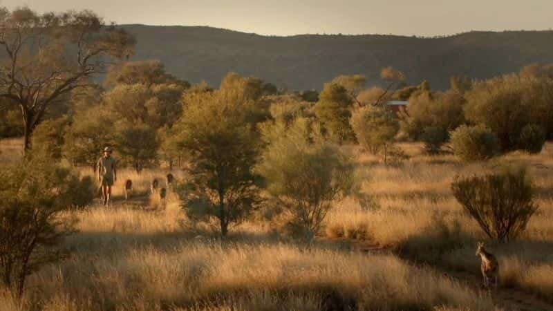 ¼Ƭ˵Ϻ Kangaroo Dundee and Other Animalsȫ1-Ļ/Ļ