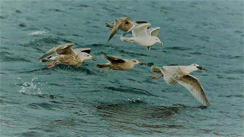 ¼Ƭ֮ӥ King of the Seas: The Sea Eagle1080P-Ļ/Ļ