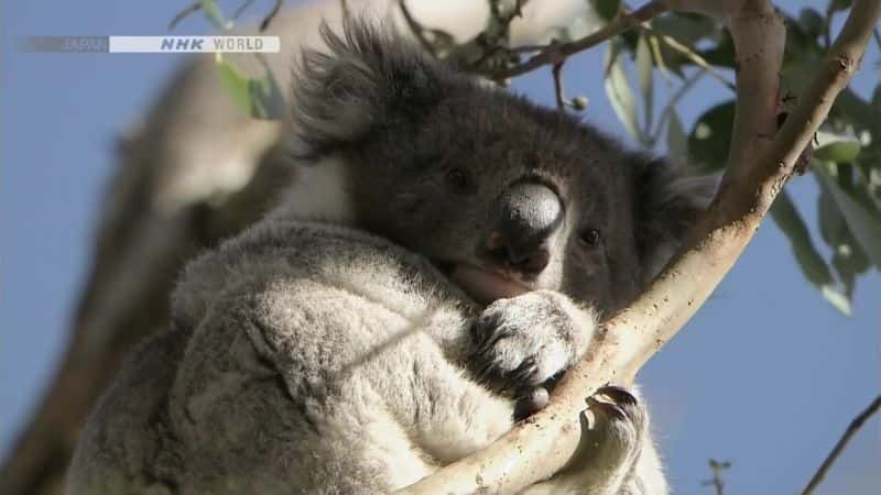 ¼Ƭױȵд￼ The Matchless Marsupial KoalaĻ/Ļ