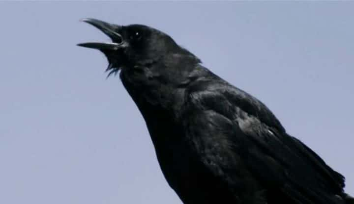 ¼Ƭѻıɱ (PBS) A Murder of Crows (PBS)ȫ1-Ļ/Ļ