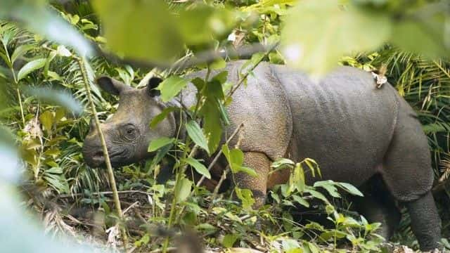 纪录片《爪哇犀牛的最后一战 Last Stand of the Javan Rhino》[无字][BT][720P]资源下载