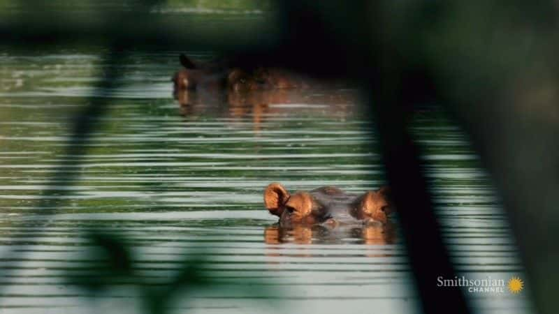 纪录片《追捕埃斯科瓦尔的河马 The Hunt for Escobar's Hippos》[无字][BT][1080P]资源下载