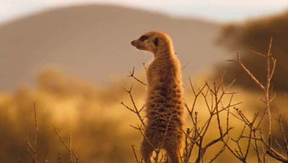 ¼Ƭè (BBC) The Meerkats (BBC)ȫ1-Ļ/Ļ