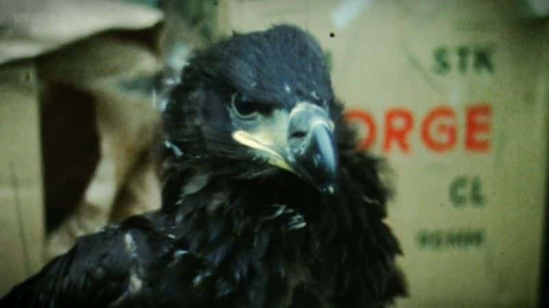 ¼Ƭϸǣӥ Mull: Eagle Paradiseȫ1-Ļ/Ļ