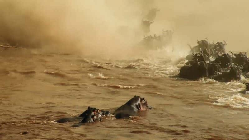 ¼ƬǨ㣺Ӿ Migrations: The Big Swim1080P-Ļ/Ļ