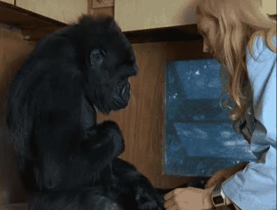 纪录片《Koko - 会说话的大猩猩 Koko - A Talking Gorilla》[无字][BT][720P]资源下载