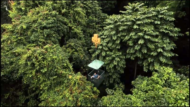 ¼Ƭ֮գ1080 Mysteries of the Rainforest: 10801080P-Ļ/Ļ