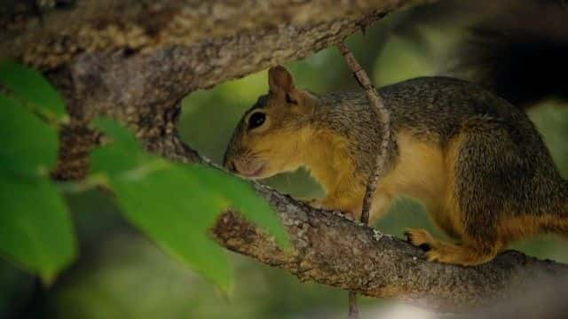 ¼Ƭī磺 (BBC) Mexico: Earth's Festival of Life (BBC)1080Pȫ1-Ļ/Ļ