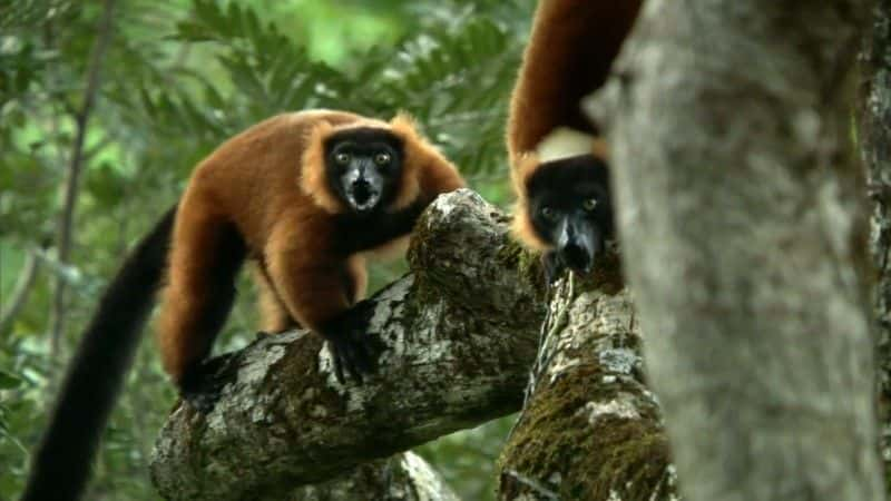 ¼Ƭ˹ӡͼ (BBC 1080p) Madagascar, Lemurs and Spies (BBC 1080p)1080Pȫ1-Ļ/Ļ