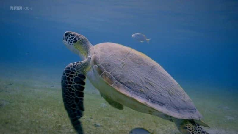 ¼ƬȻĺ걣 Nature's Turtle Nurseryȫ1-Ļ/Ļ