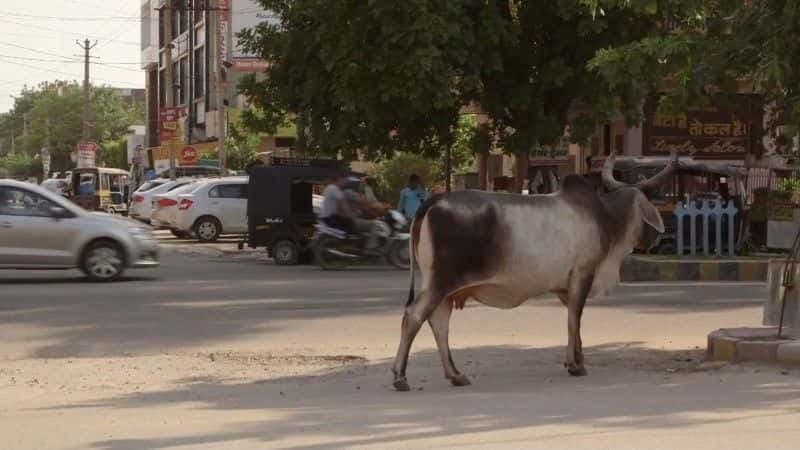 ¼ƬӡȵţԱ (CH4) India's Cow Vigilantes (CH4)ȫ1-Ļ/Ļ