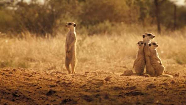 ¼Ƭè (BBC) The Meerkats (BBC)ȫ1-Ļ/Ļ