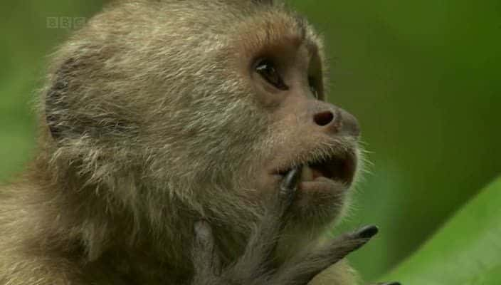 ¼Ƭŵƺʳӥ The Monkey-Eating Eagle of the Orinoco720Pȫ1-Ļ/Ļ