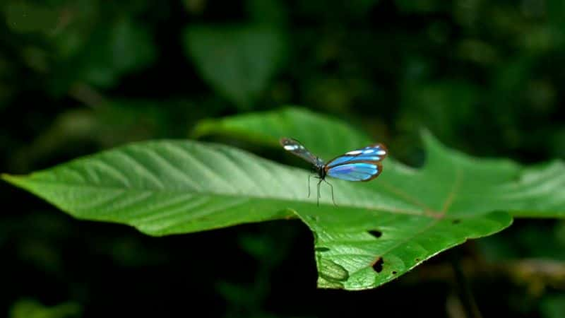 ¼Ƭе Life in the Airȫ1-Ļ/Ļ