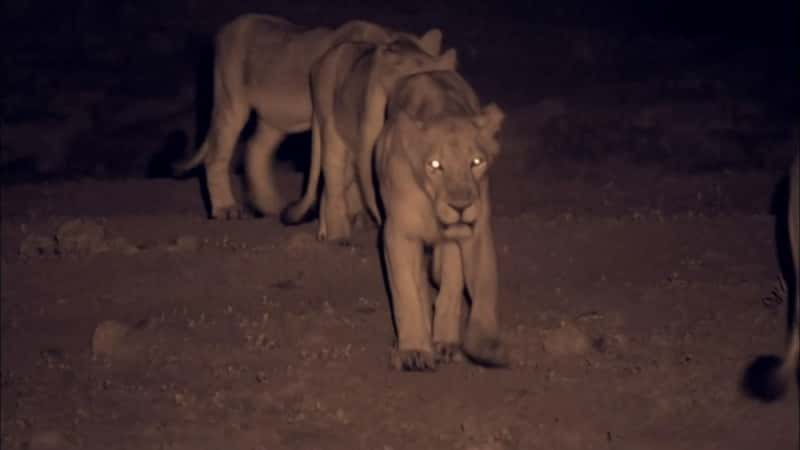 纪录片《印度的流浪狮 India's Wandering Lions》[无字][BT][1080P]资源下载