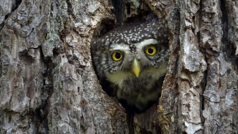 ¼Ƭɭ֣Kalkalpen ҹ԰ Making an Ancient Forest: Kalkalpen National Park1080P-Ļ/Ļ