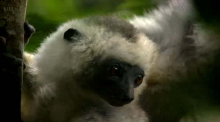 ¼Ƭ˹ӡͼ Madagascar, Lemurs and Spiesȫ1-Ļ/Ļ