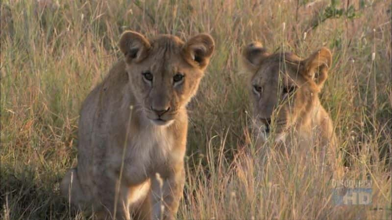 ¼ƬʨӵͻϮˣ The Lion's Pounce (Hunters)Ļ/Ļ