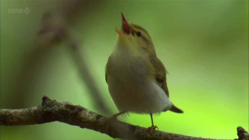 ¼Ƭʿ鱦 Jewels of WalesĻ/Ļ