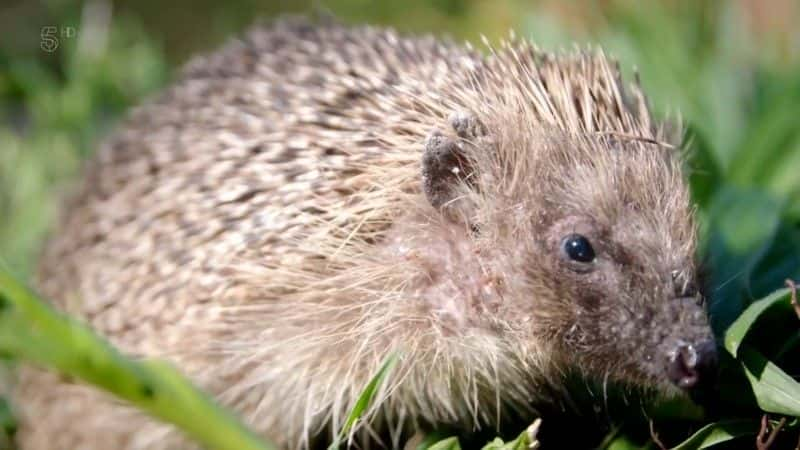 ¼Ƭʶ Meet the Hedgehogsȫ1-Ļ/Ļ