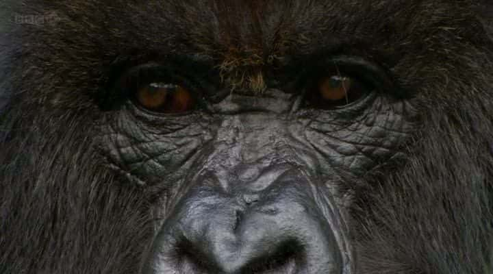 ¼ƬɽشɣBBC Mountain Gorilla (BBC)Ļ/Ļ