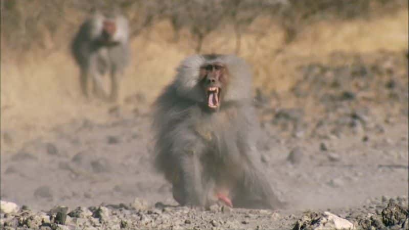 ¼Ƭһ (BBC 1080p) Living with Baboons (BBC 1080p)1080P-Ļ/Ļ