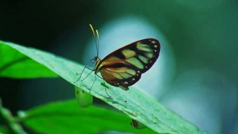 ¼Ƭμ: Metamorphoisis:The.Beauty.and.Design.Of.ButterfliesĻ/Ļ