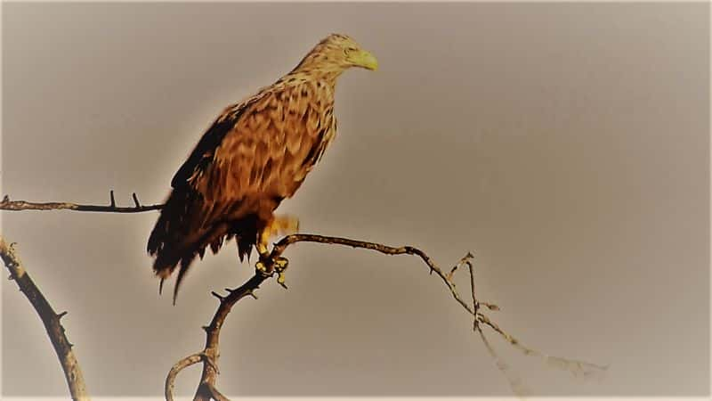 ¼Ƭ֮ӥ King of the Seas: The Sea Eagle1080P-Ļ/Ļ