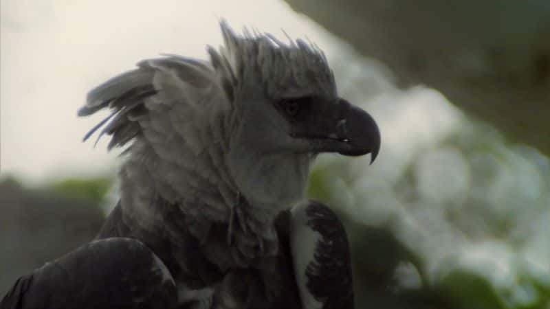 ¼Ƭŵƺʳӥ (BBC) The Monkey-Eating Eagle of the Orinoco (BBC)1080Pȫ1-Ļ/Ļ