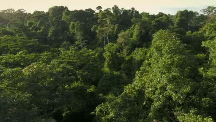 ¼Ƭŵƺʳӥ The Monkey-Eating Eagle of the Orinoco720Pȫ1-Ļ/Ļ